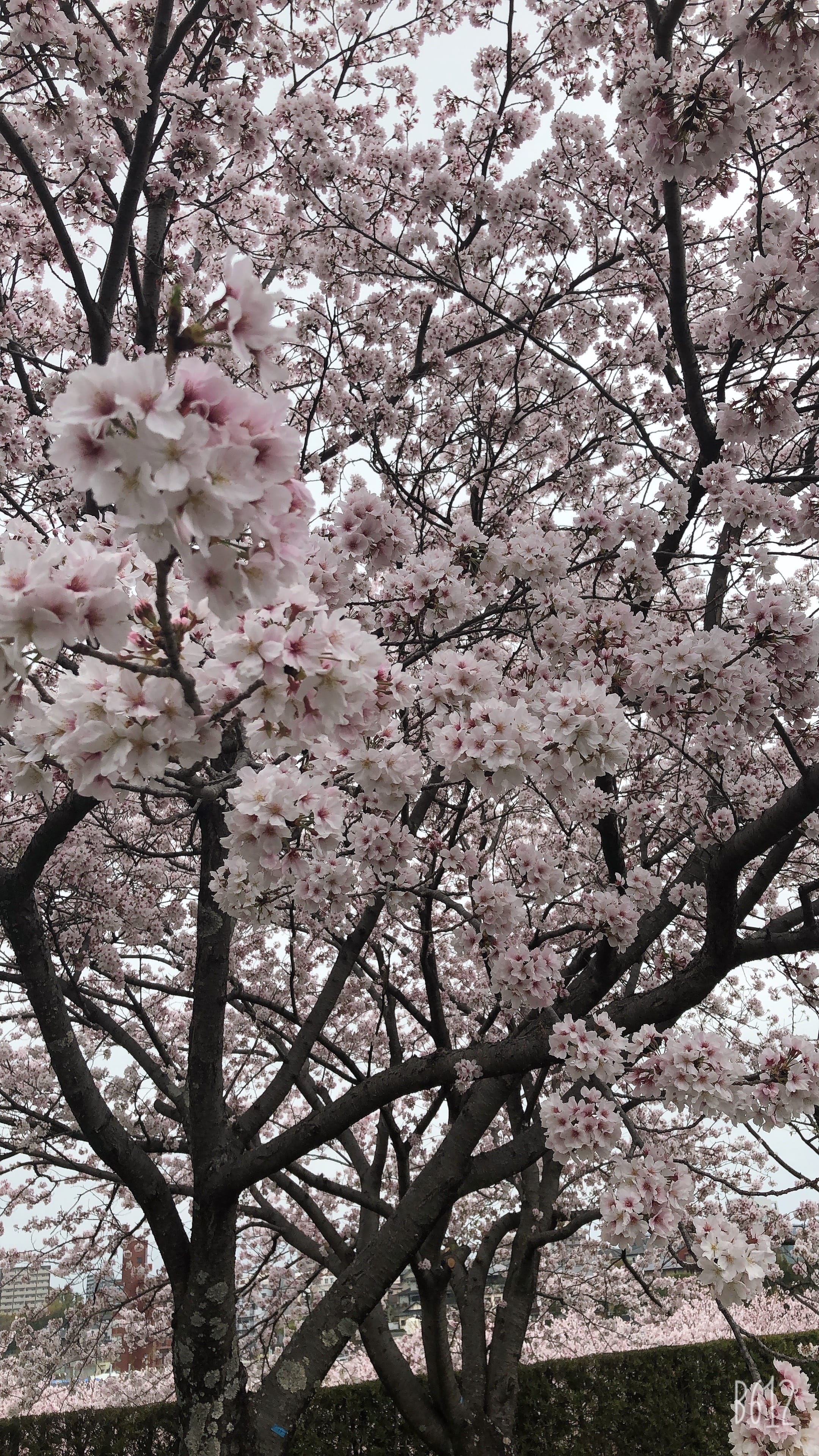 「桜並木」04/01(金) 00:29 | 立花モモの写メ日記
