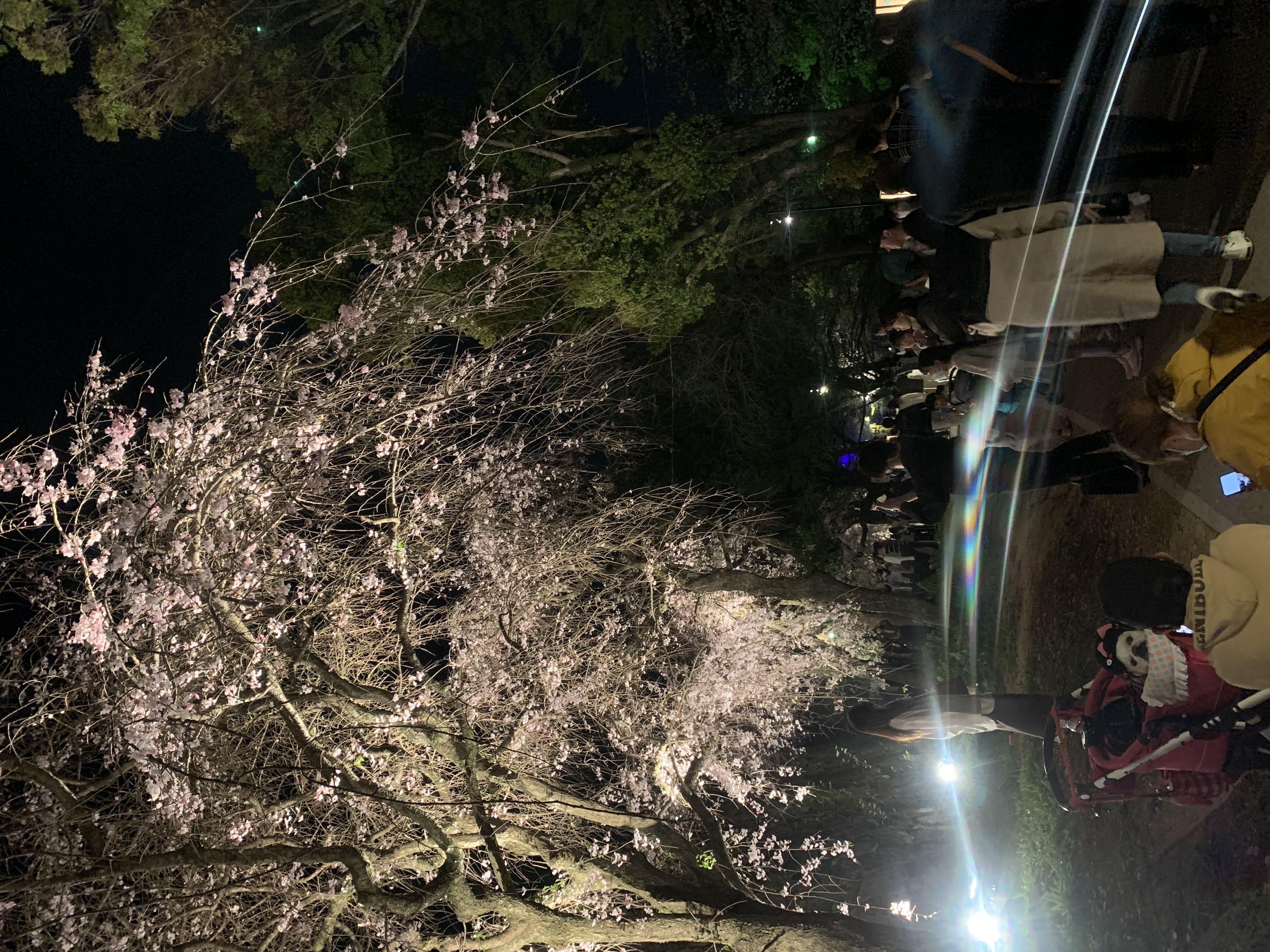 「夜桜見に行った」04/08(土) 07:51 | りさの写メ日記
