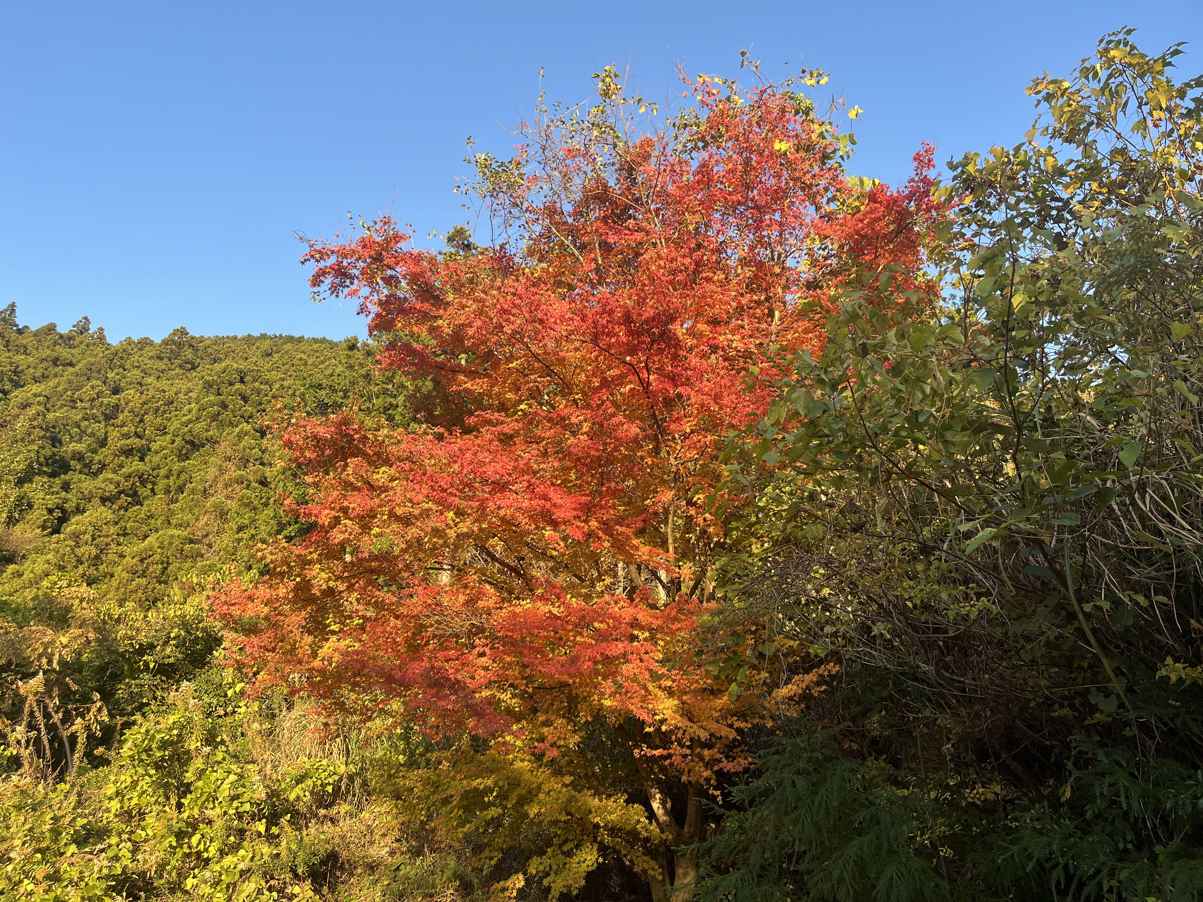 「紅葉が綺麗な季節です」11/23(木) 00:20 | 舞花の写メ日記