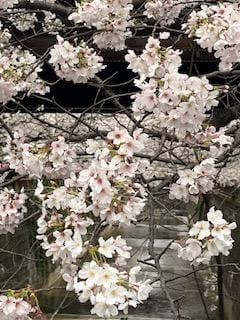 「桜の季節」03/01(金) 15:17 | 白石セラピストの写メ日記