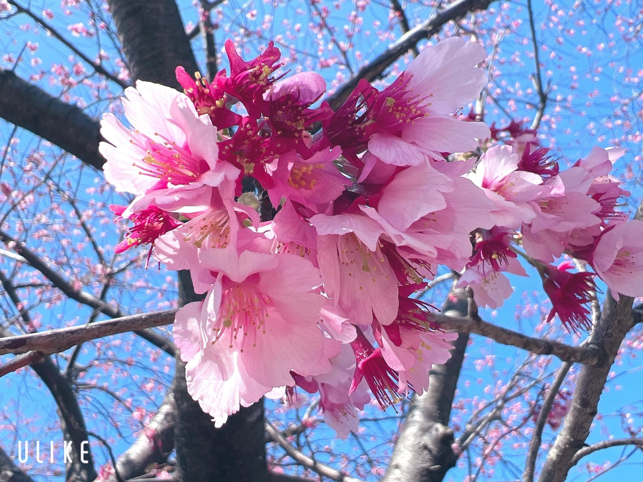 「この間少し早咲きの桜を見に行ったよ⸝꙳」03/16(土) 13:18 | あおいの写メ日記