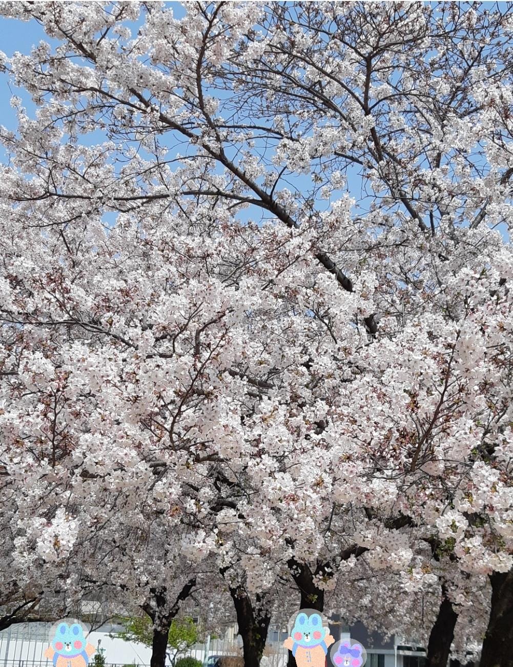 「桜もう咲いている！？」03/22(金) 00:31 | 吉乃セラピストの写メ日記