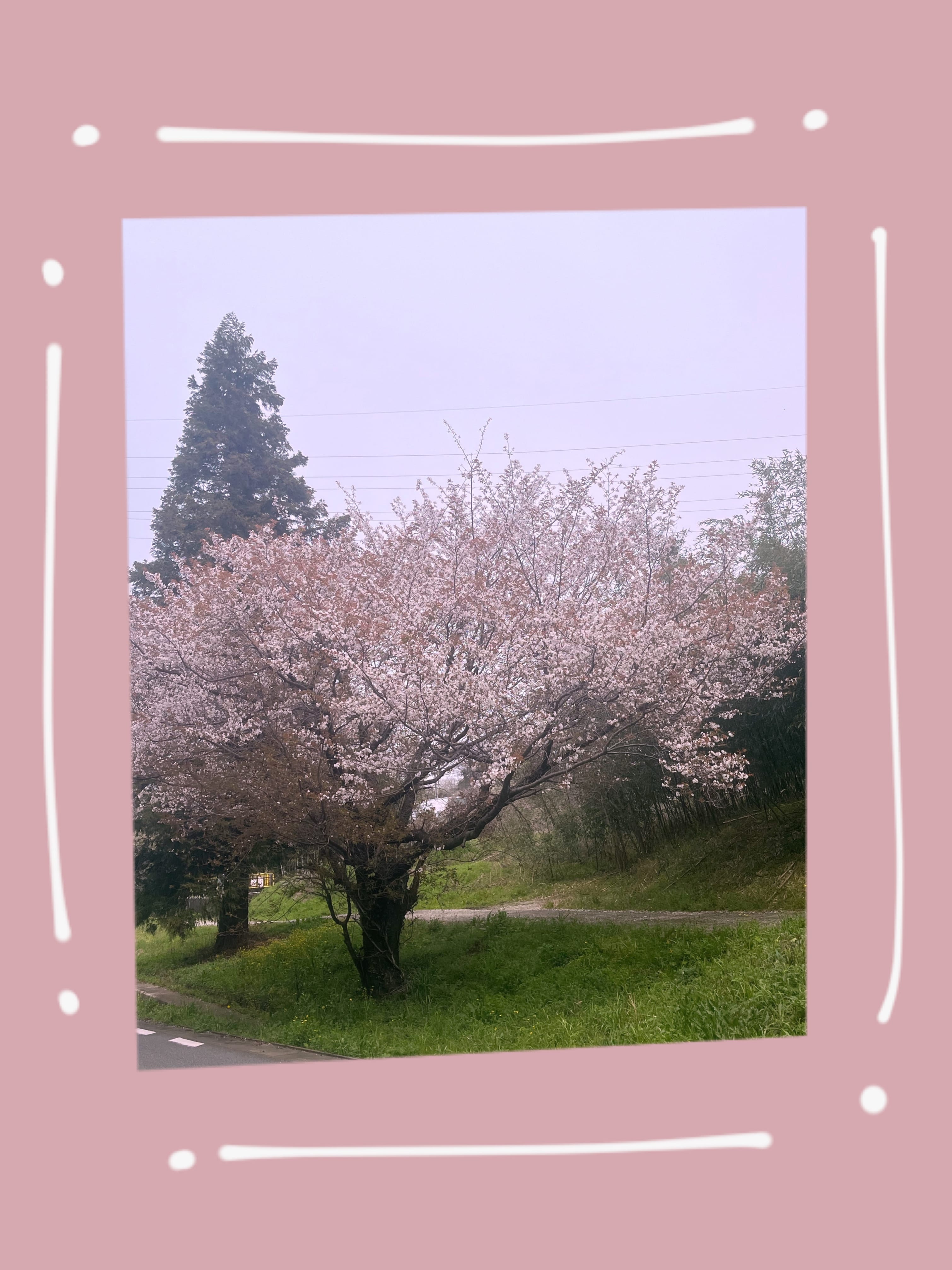「春ですね」03/31(日) 00:37 | おとの写メ日記