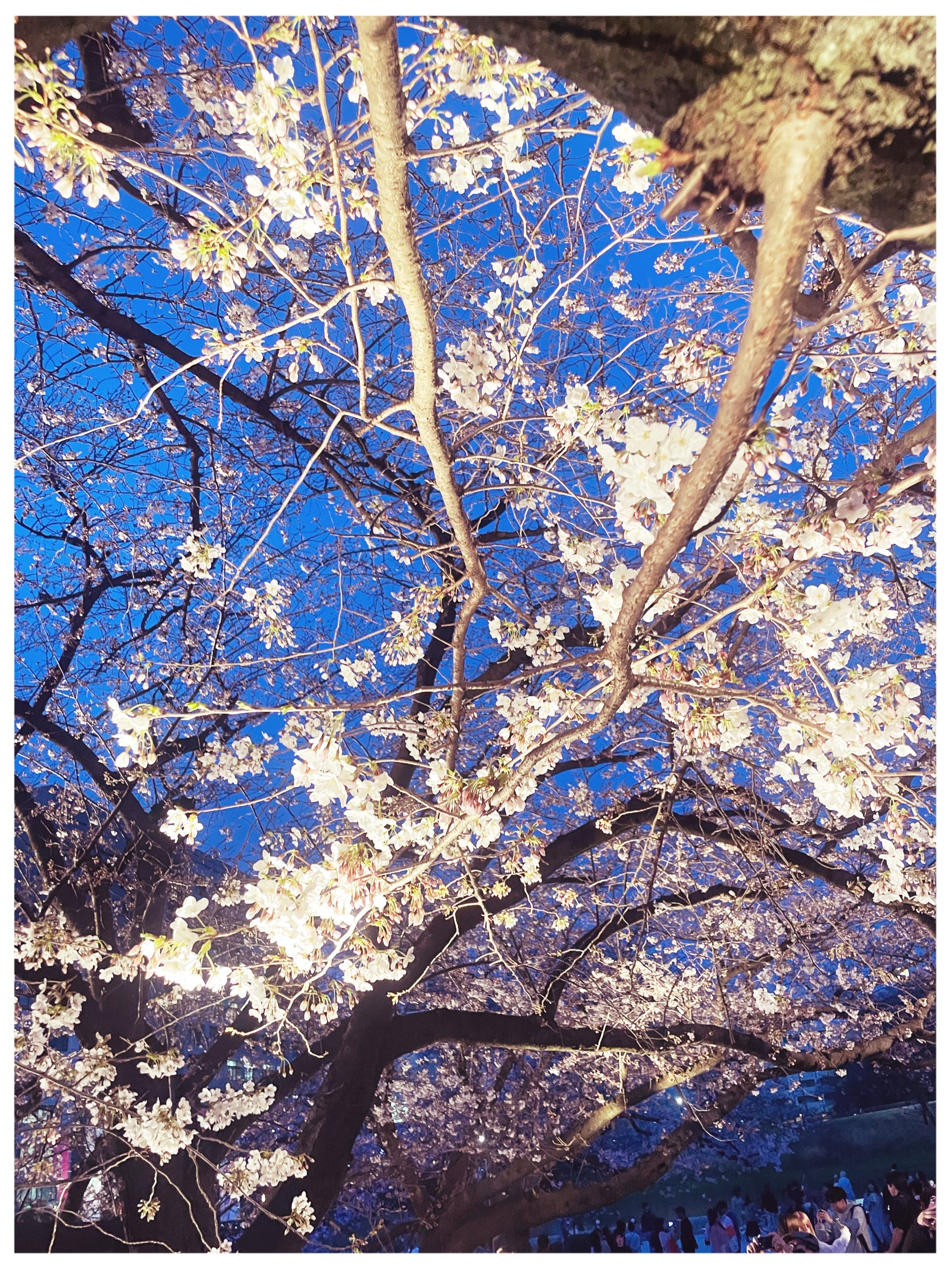 「桜〜」04/01(月) 11:38 | 恋（REN）の写メ日記