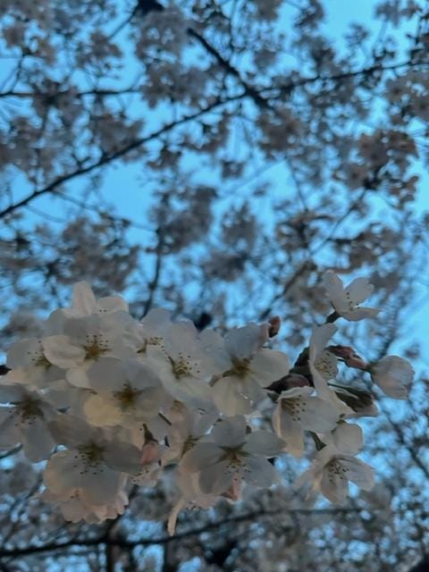 「桜」04/01(月) 17:50 | 『　梨生奈・りおな』♡Eの写メ日記