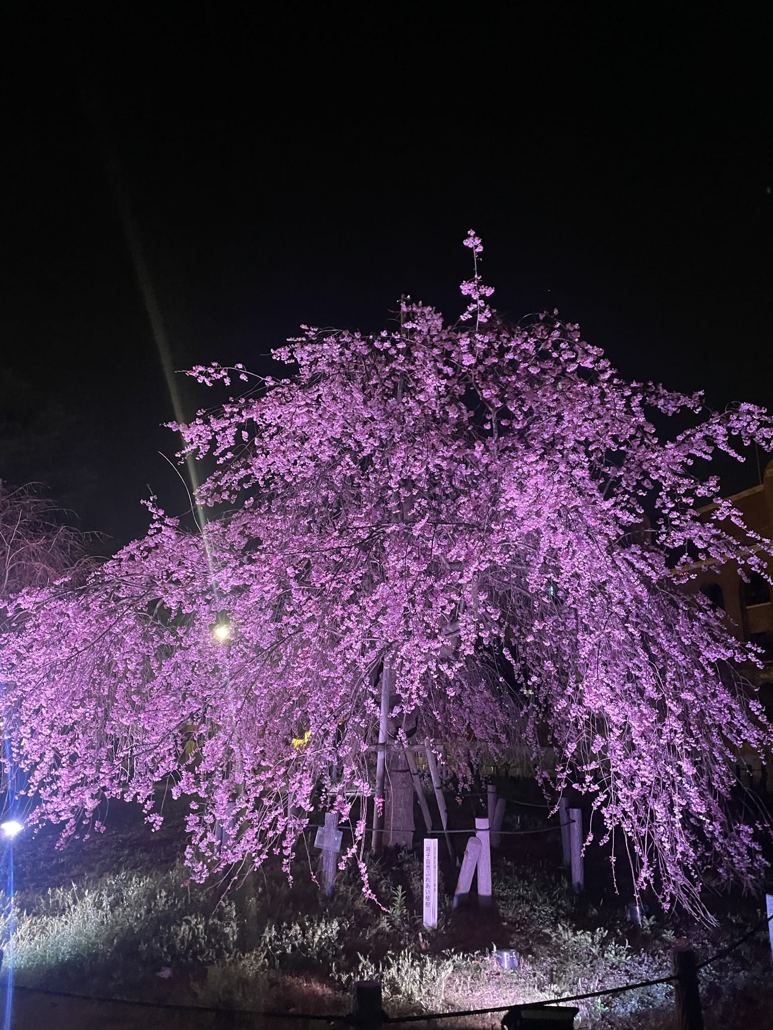 「桜見に行きました」04/02(火) 19:25 | 成瀬みおの写メ日記