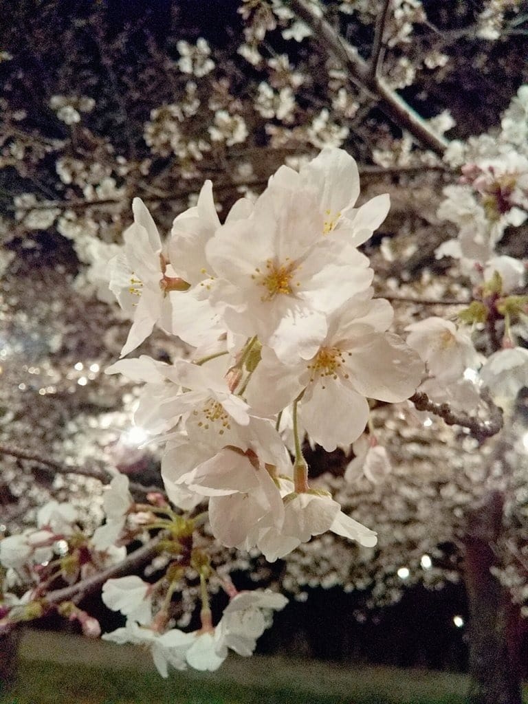 「休み中は岡崎城で夜桜を楽しんできました」04/03(水) 13:29 | みかの写メ日記