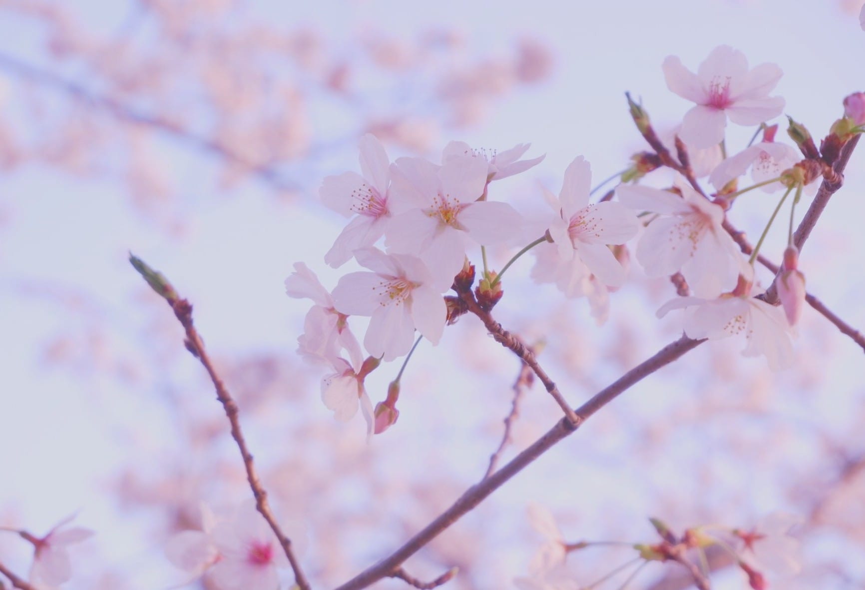 「桜見に行きましたか?」04/04(木) 18:27 | あおいの写メ日記