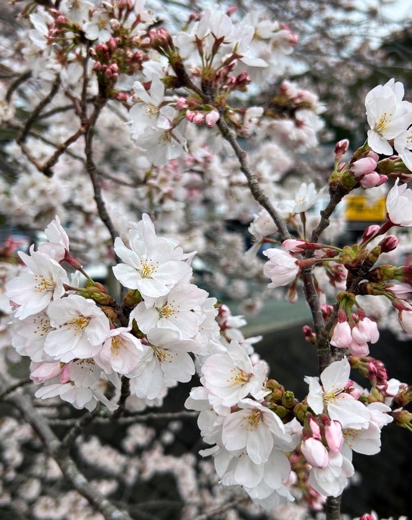 「桜が満開だったよ」04/05(金) 13:19 | 桜えりかの写メ日記