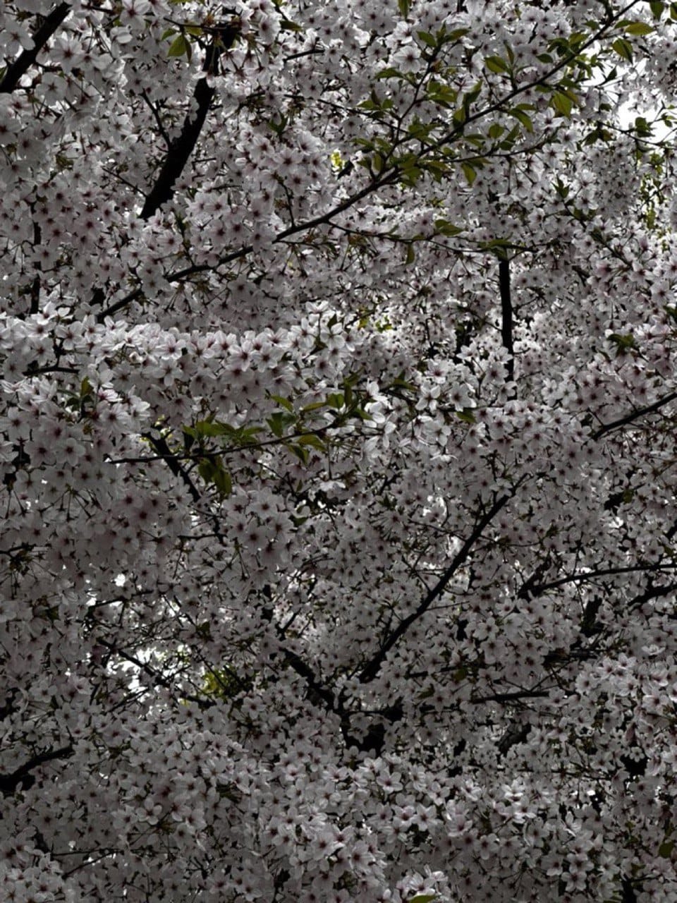 「桜がとっても綺麗ですね」04/10(水) 08:51 | 奏波-かなみの写メ日記
