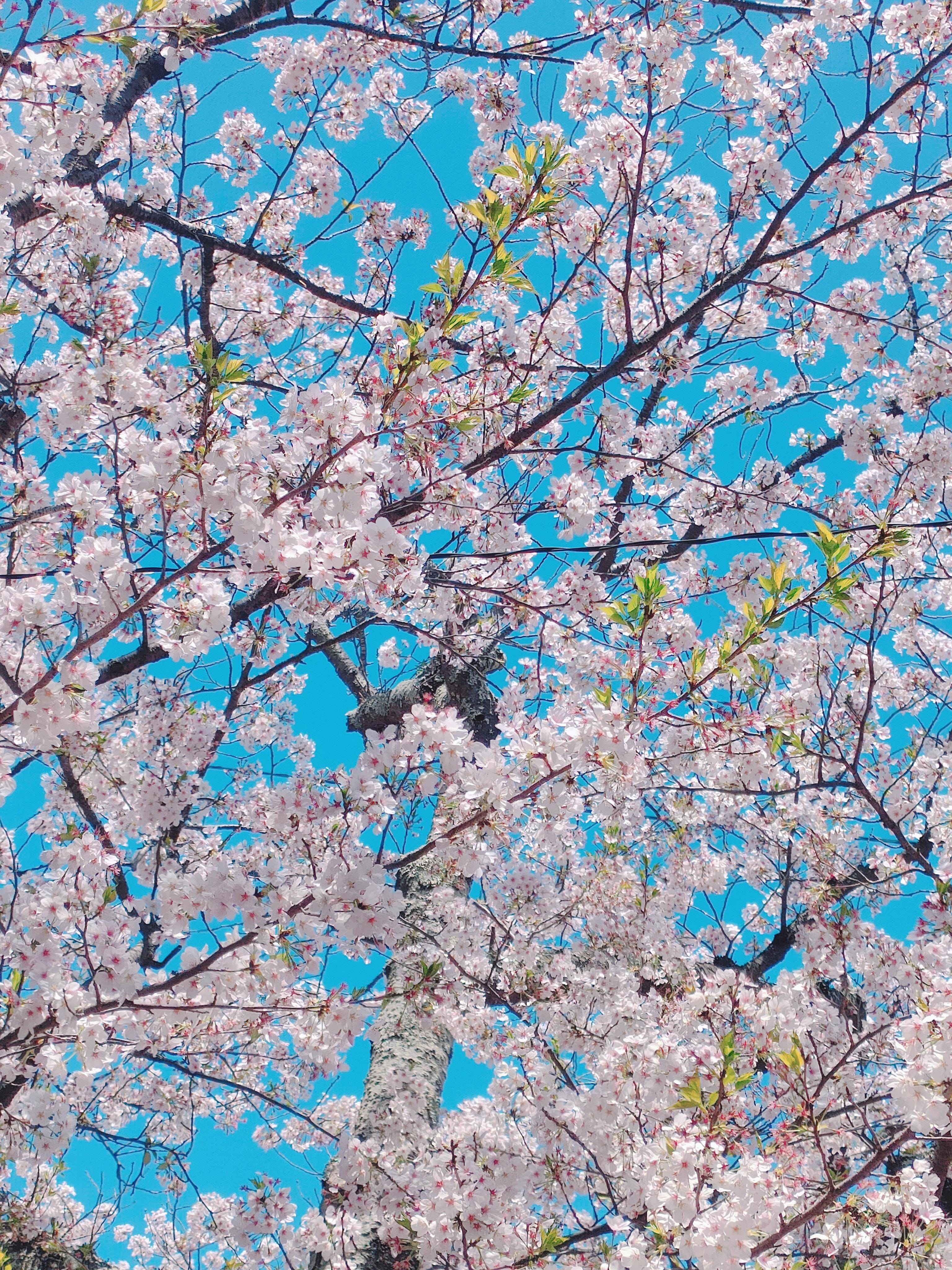 「青空桜」04/11(木) 09:02 | 槇原の写メ日記