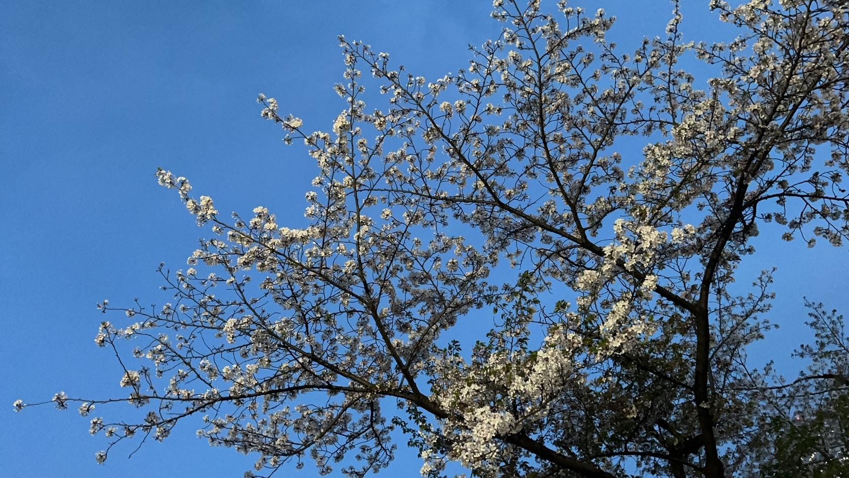 「北の桜」04/13(土) 08:47 | 鮎川セラピストの写メ日記
