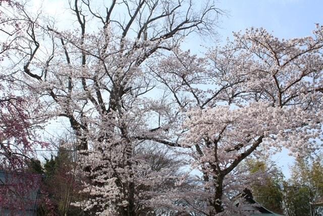 「桜ノ雨」04/13(土) 08:47 | 岸の写メ日記