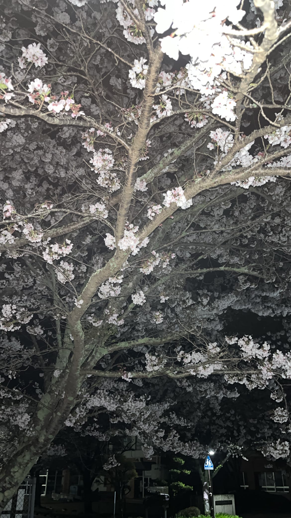 「夜桜」04/13(土) 12:01 | 菊池 ゆあの写メ日記