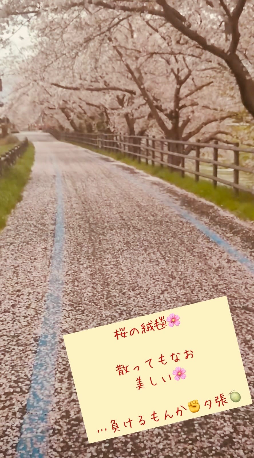 「散った後は桜の絨毯になって人々を魅了すればいいのさ」04/13(土) 17:13 | 夕張　カンナの写メ日記