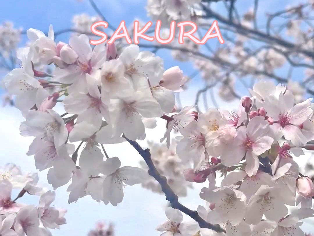 「sakura」04/18(木) 02:02 | 桜川　みすずの写メ日記