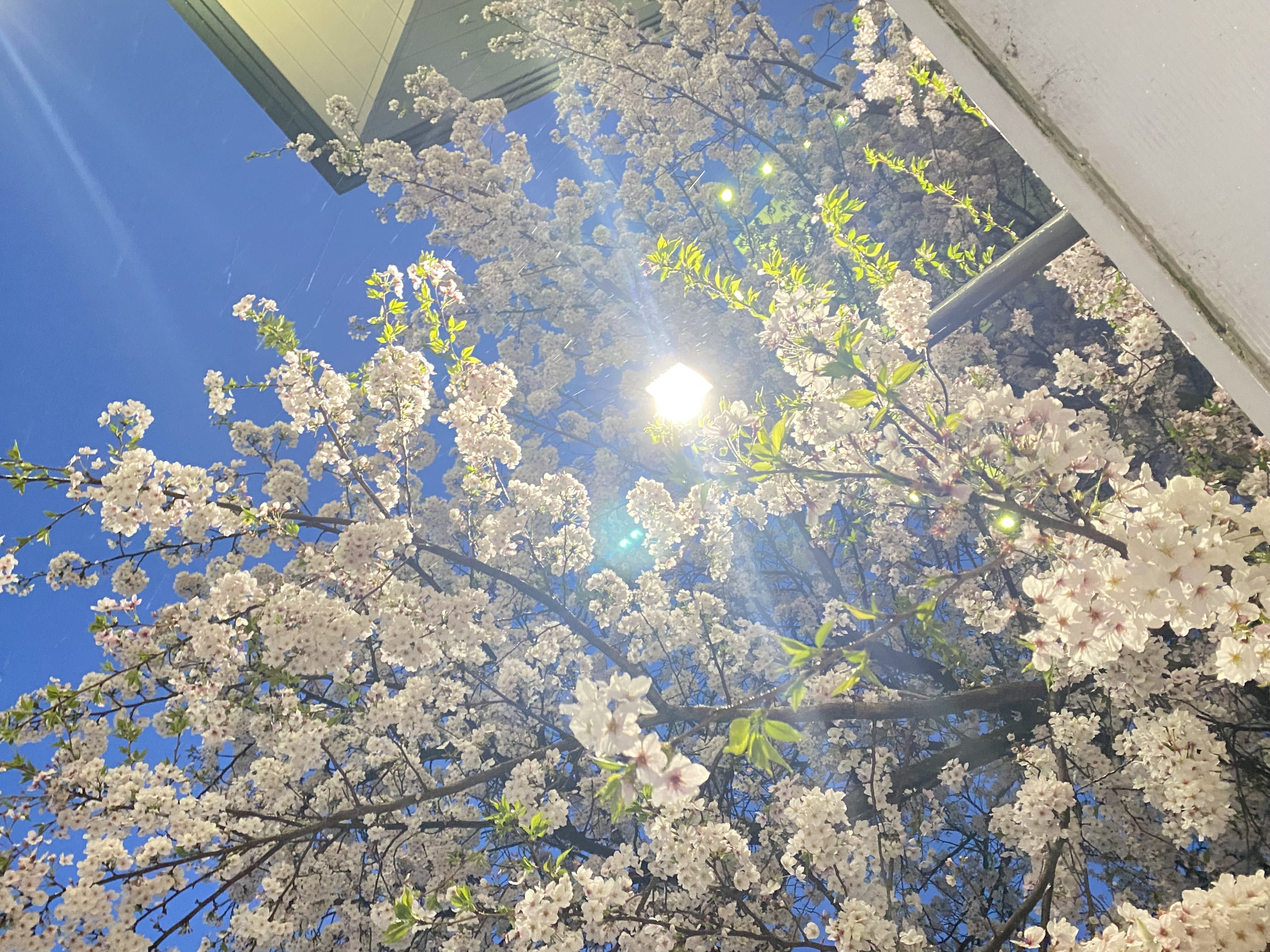 「桜｡❀·̩͙꙳｡」04/18(木) 22:19 | 手塚　うみの写メ日記