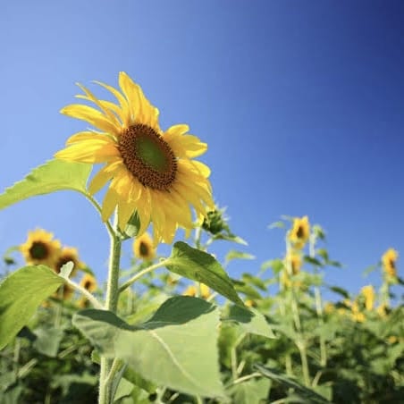 「お詫びです」08/07(水) 07:03 | 萌花（もか）の写メ日記